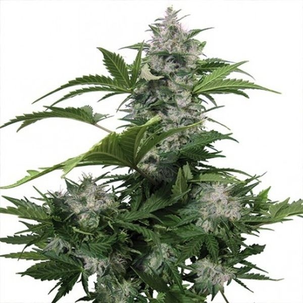 White Dwarf (Buddha Seeds) feminizowane