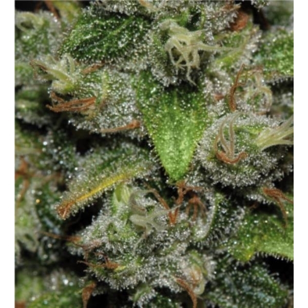 Red Dwarf Automat (Buddha Seeds) feminizowane