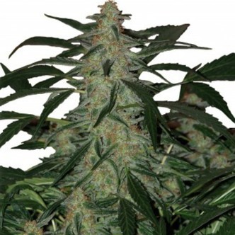 Deimos Automat (Buddha Seeds) feminizowane