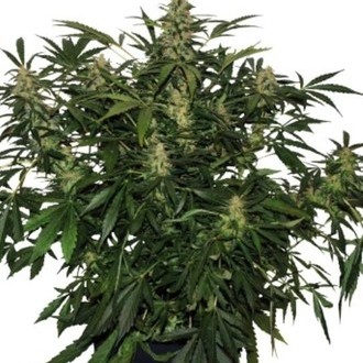 Deimos Automat (Buddha Seeds) feminizowane