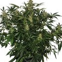 Deimos Automat (Buddha Seeds) feminizowane