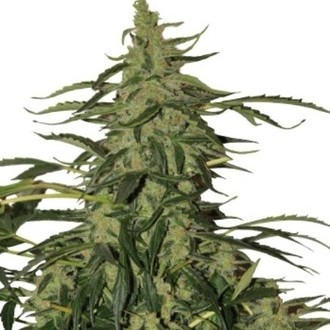 Deimos Automat (Buddha Seeds) feminizowane