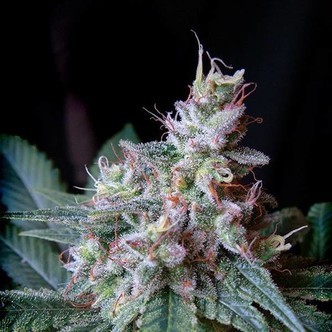 Cream Caramel – F1 Fast Version (Sweet Seeds) feminizowane