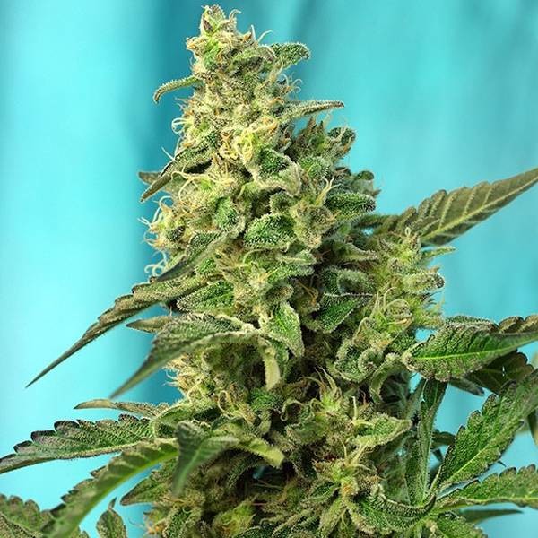 Green Poison - F1 Fast Version (Sweet Seeds) feminizowane