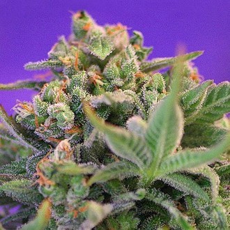 Sweet Cheese - F1 Fast Version (Sweet Seeds) feminizowane
