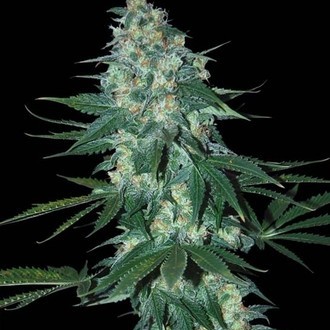 El Alquimista (Samsara Seeds) feminizowane