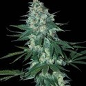 El Alquimista (Samsara Seeds) feminizowane
