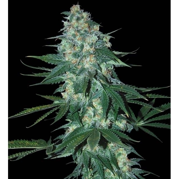 El Alquimista (Samsara Seeds) feminizowane