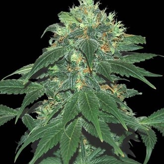 Punky Lion (Samsara Seeds) feminizowane