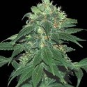 Punky Lion (Samsara Seeds) feminizowane