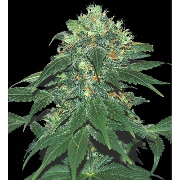 Punky Lion (Samsara Seeds) feminizowane