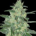 Holy Grail 69 (Samsara Seeds) feminizowane
