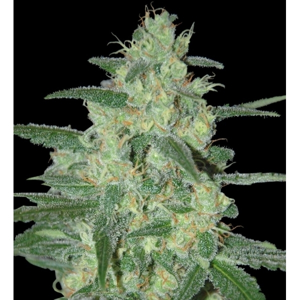 Holy Grail 69 (Samsara Seeds) feminizowane