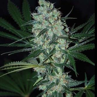Green Love Potion (Samsara Seeds) feminizowane