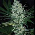 Green Love Potion (Samsara Seeds) feminizowane