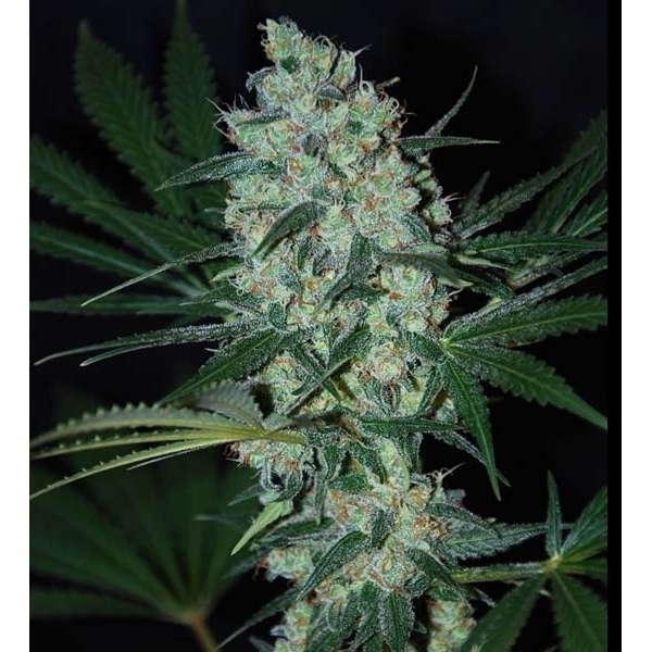 Green Love Potion (Samsara Seeds) feminizowane