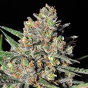Green Love Potion (Samsara Seeds) feminizowane