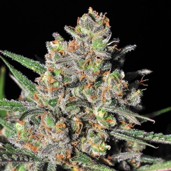 Green Love Potion (Samsara Seeds) feminizowane