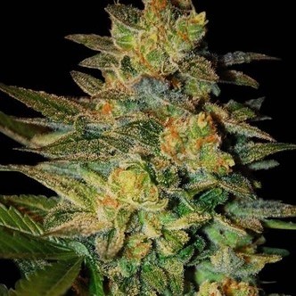 Spiritual Punk (Samsara Seeds) feminizowane