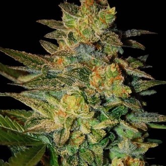 Spiritual Punk (Samsara Seeds) feminizowane