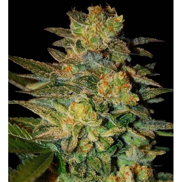 Spiritual Punk (Samsara Seeds) feminizowane