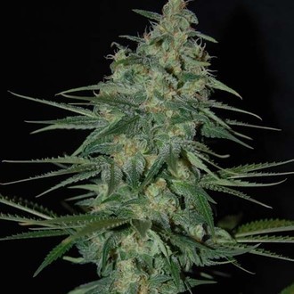 Sweet Black Angel (Samsara Seeds) feminizowane