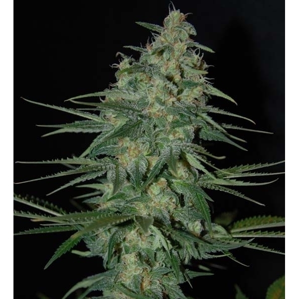 Sweet Black Angel (Samsara Seeds) feminizowane
