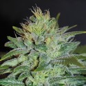Sweet Black Angel (Samsara Seeds) feminizowane