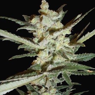 Supersonic Cristal Storm Automat (Samsara Seeds) nasiona marihuany feminizowane