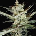 Supersonic Cristal Storm Automat (Samsara Seeds) nasiona marihuany feminizowane