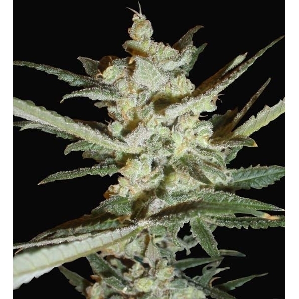 Supersonic Cristal Storm Automat (Samsara Seeds) nasiona marihuany feminizowane