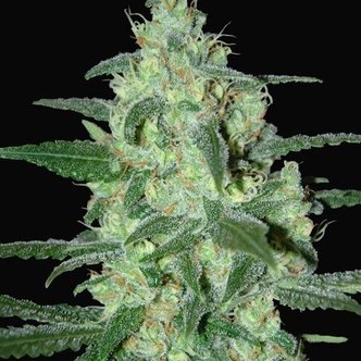 Thunder Bloody Mary Automat (Samsara Seeds) feminizowane