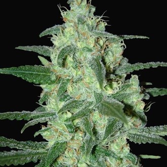 Thunder Bloody Mary Automat (Samsara Seeds) feminizowane