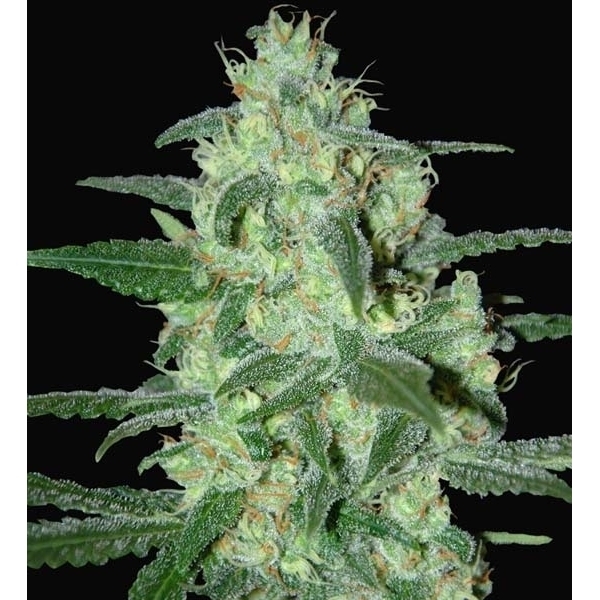 Thunder Bloody Mary Automat (Samsara Seeds) feminizowane