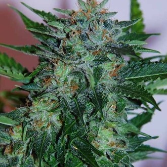 Flash Babylon Automat (Samsara Seeds) feminizowane
