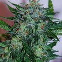 Flash Babylon Automat (Samsara Seeds) feminizowane
