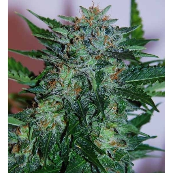 Flash Babylon Automat (Samsara Seeds) feminizowane