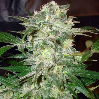 Mazar Kush (World Of Seeds) feminizowane
