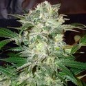 Mazar Kush (World Of Seeds) feminizowane