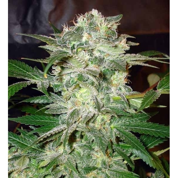 Mazar Kush (World Of Seeds) feminizowane