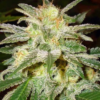 New York 47 (World Of Seeds) feminizowane