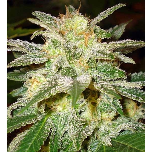 New York 47 (World Of Seeds) feminizowane