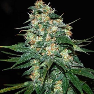 Skunk 47 (World Of Seeds) feminizowane