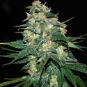 Skunk 47 (World Of Seeds) feminizowane