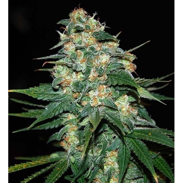 Skunk 47 (World Of Seeds) feminizowane