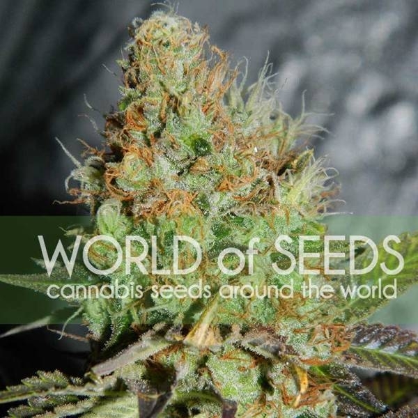 Afghan Kush Special (World Of Seeds) feminizowane