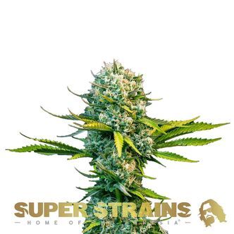 Next Of Kin (Super Strains) feminizowane