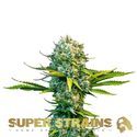 Next Of Kin (Super Strains) feminizowane