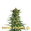 7th Wave (Super Strains) feminizowane