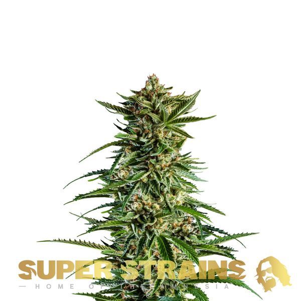 7th Wave (Super Strains) feminizowane